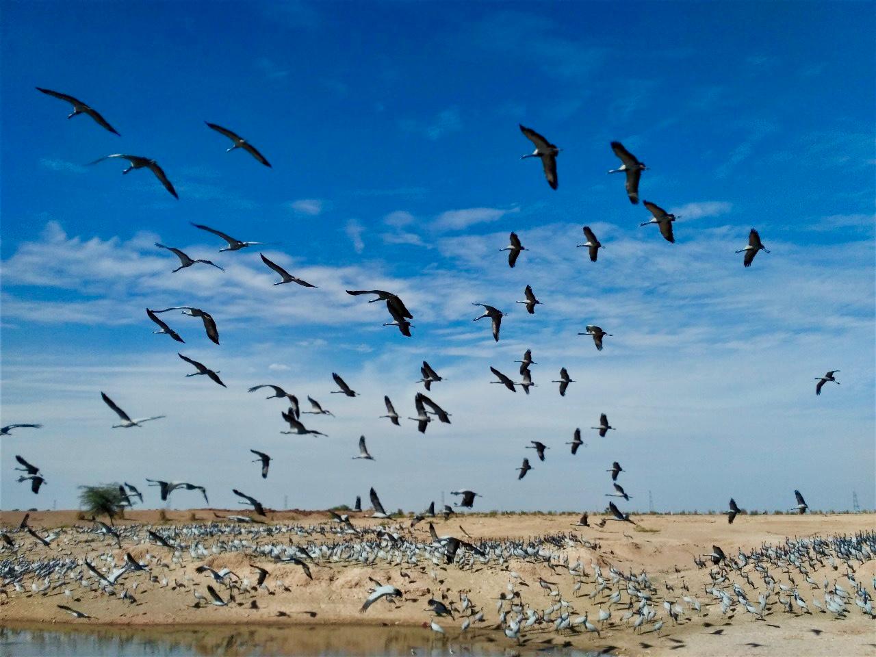 List of Ramsar Sites in India: राजस्थान के दो नए वेटलैंड्स बने रामसर साइट, भारत की सूची में अब 91 स्थल | Latest Hindi Banking jobs_3.1