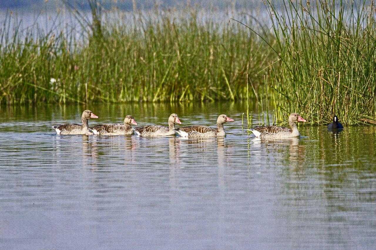 List of Ramsar Sites in India: राजस्थान के दो नए वेटलैंड्स बने रामसर साइट, भारत की सूची में अब 91 स्थल | Latest Hindi Banking jobs_4.1