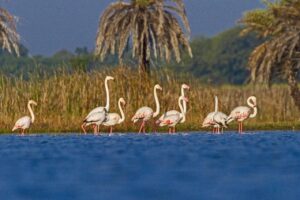 List of Ramsar Sites in India: राजस्थान के दो नए वेटलैंड्स बने रामसर साइट, भारत की सूची में अब 91 स्थल