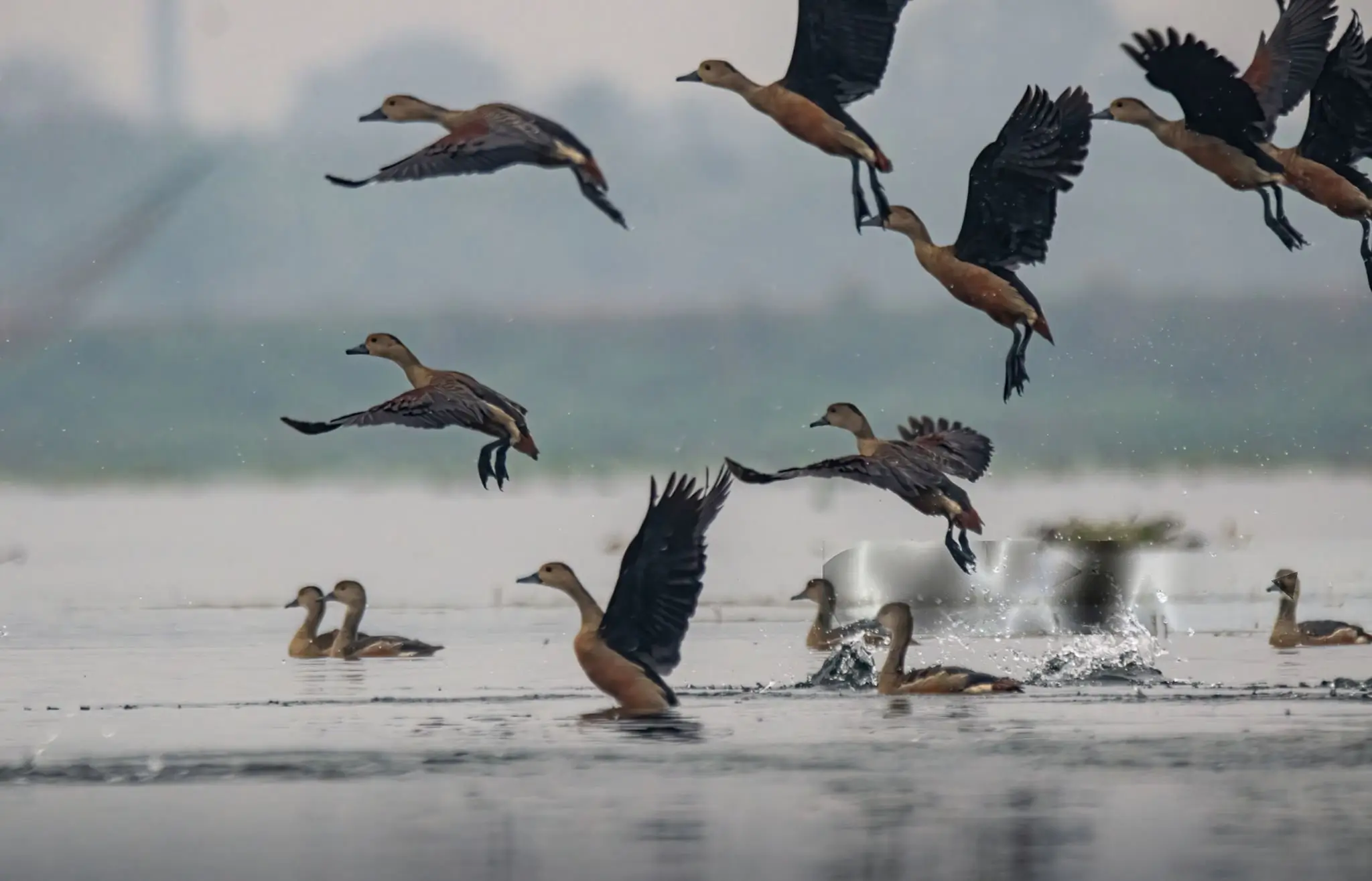 भारत में कितने Ramsar Sites हैं? Download पूरी Updated List PDF और देखें इससे जुड़े महत्वपूर्ण Facts