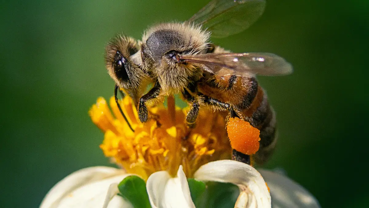 world-bee-day